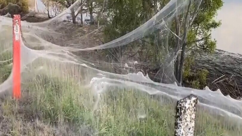 Milioni di ragni giganti invadono e ricoprono tutto di ragnatele