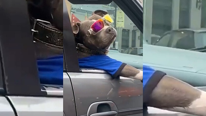Altro che vita da cani, questo cucciolo se la spassa!