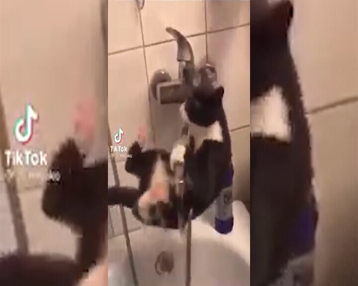 Micetto super ginnasta, pur di non toccare l’acqua è più forte di Igor Cassina