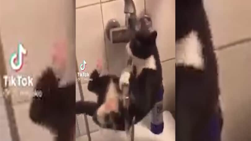 Micetto super ginnasta, pur di non toccare l’acqua è più forte di Igor Cassina