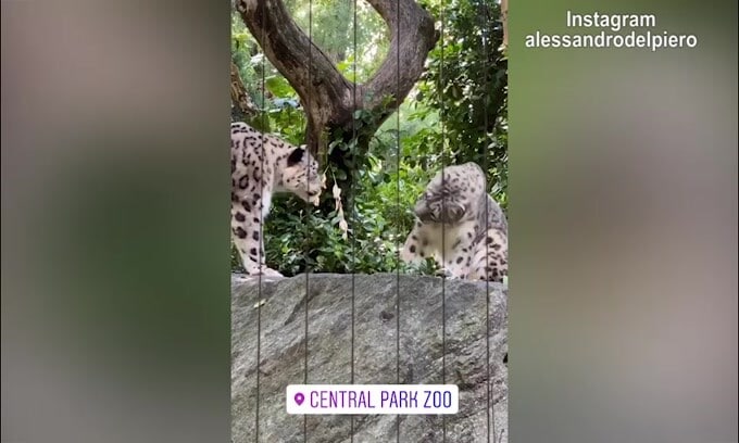 Del Piero allo zoo, ci sono i leopardi
