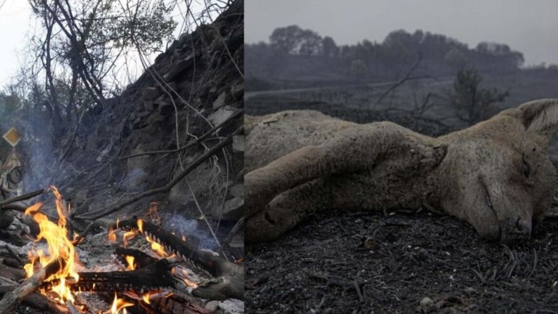 Incendi in Sardegna: vasto rogo nell'Oristanese, centinaia di evacuati