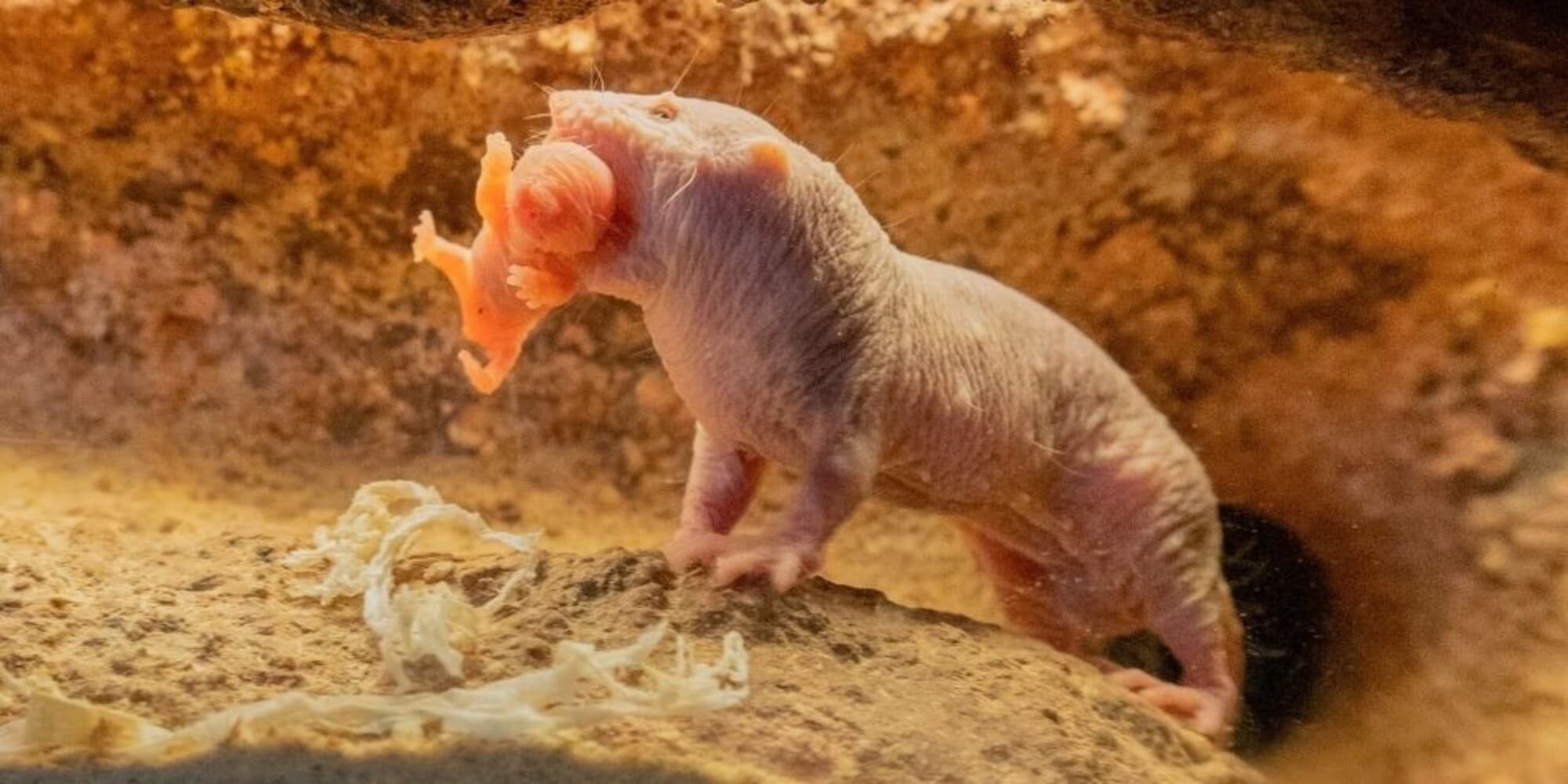 Al Bioparco di Valencia è nato un esemplare di topo definito "extraterrestre"