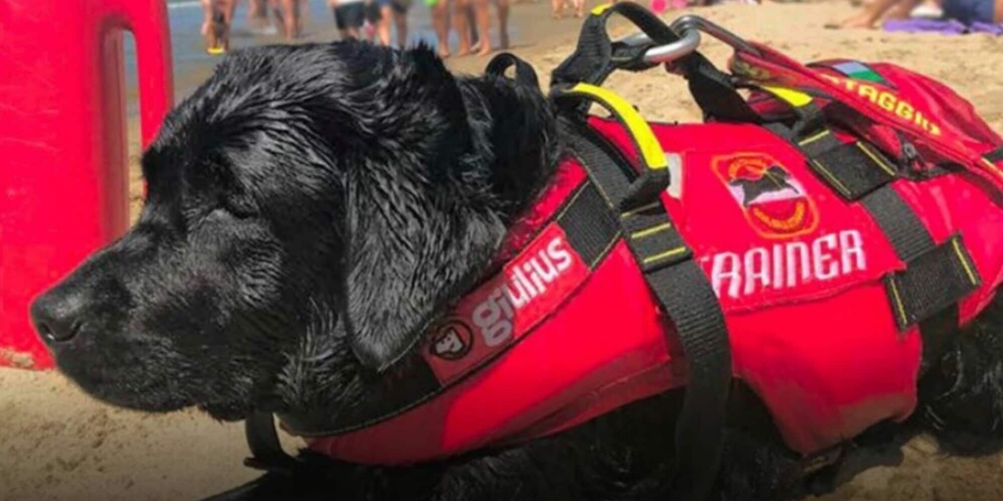 Tre cani bagnini eroi a Sperlonga: salvate 14 persone, anche bambini!
