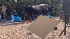 Sardegna, toro in spiaggia: l'uomo col costume rosso rischia l'incornata!