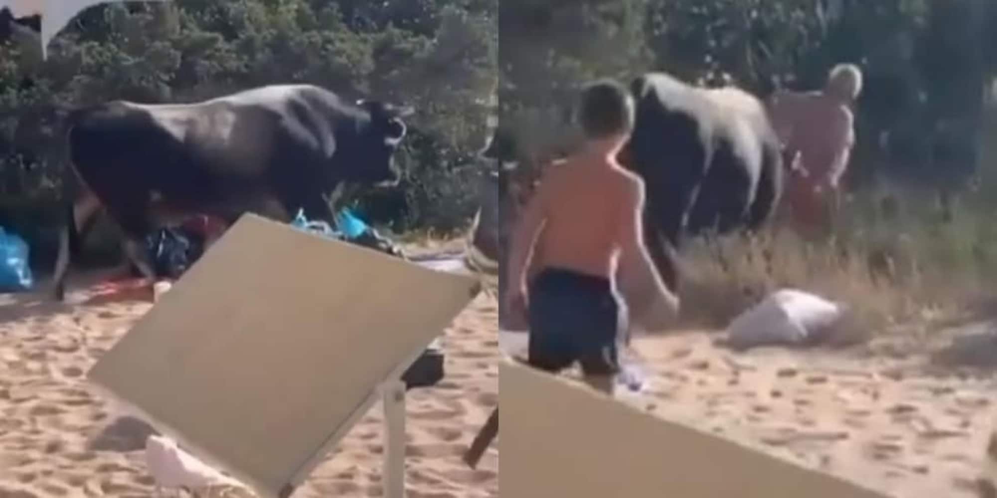 Toro in spiaggia, panico in Sardegna: l'uomo col costume rosso...