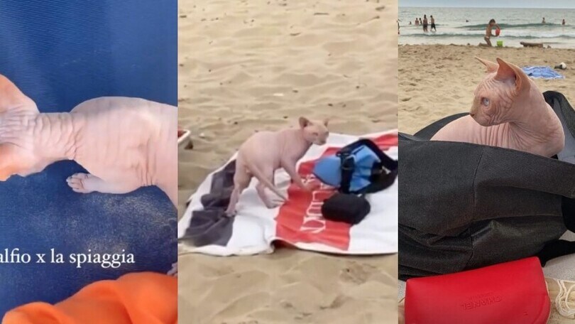 Ilary Blasi al mare: il gatto Alfio è il re della spiaggia