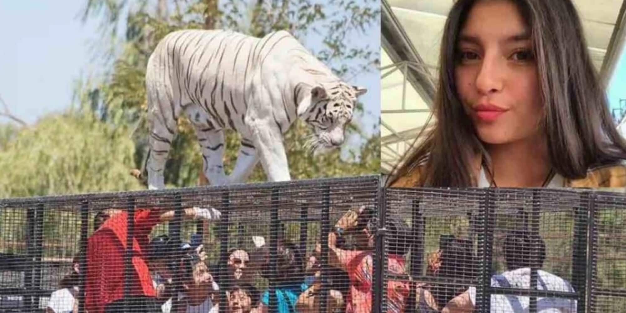 Zoo, lasciano la gabbia della tigre aperta: muore una 21enne