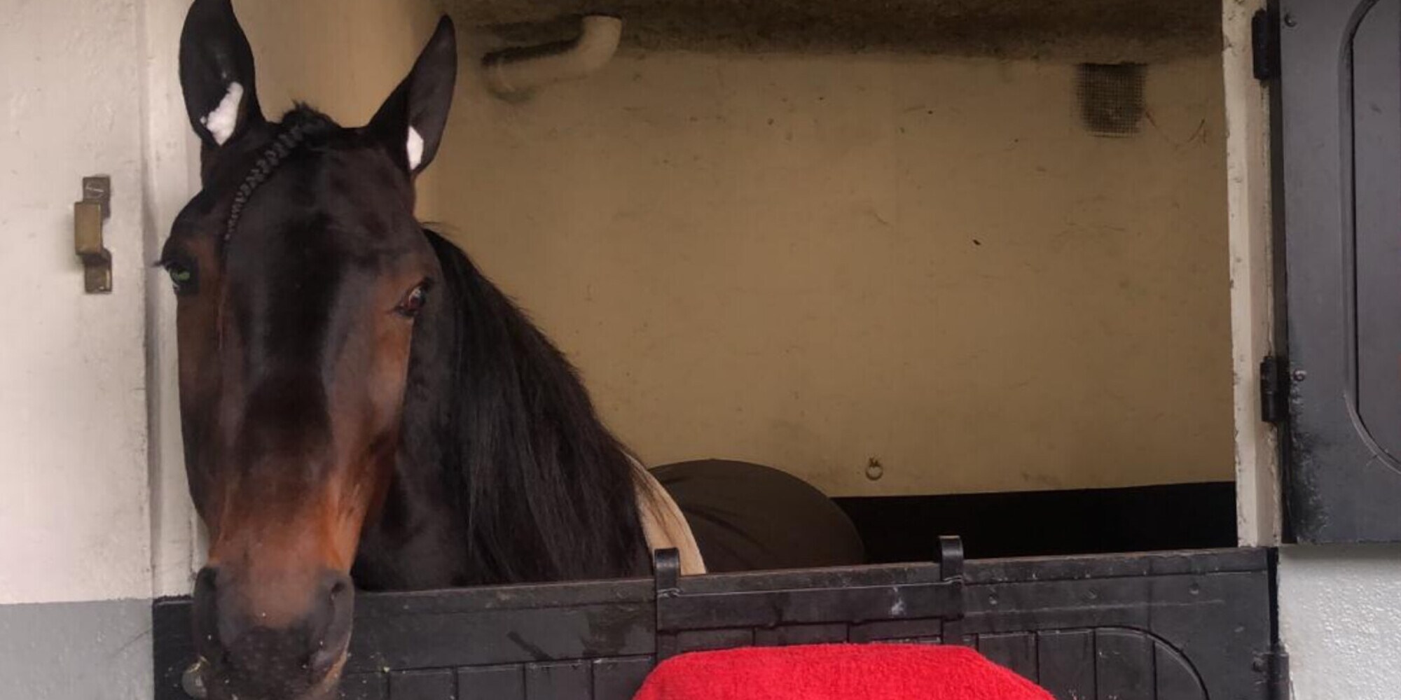 Vivid Wise As, fattore Cagnes