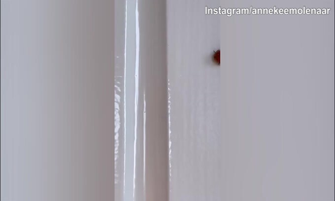 Annekee Molenaar, coccinella in casa...porterà fortuna?