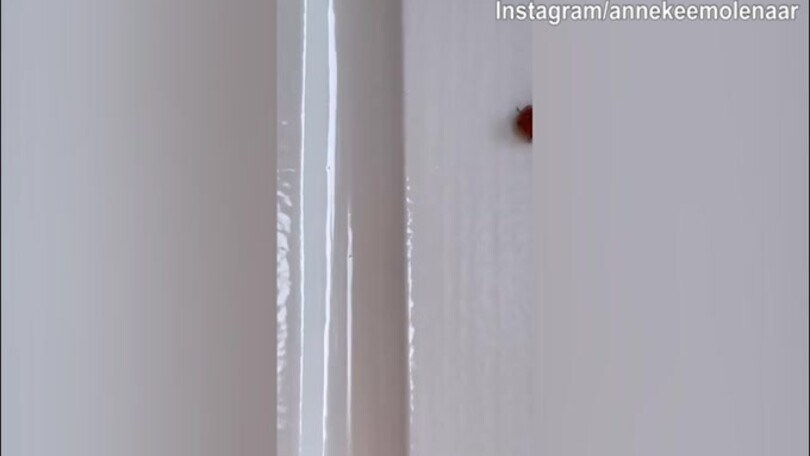 Annekee Molenaar, coccinella in casa...porterà fortuna?