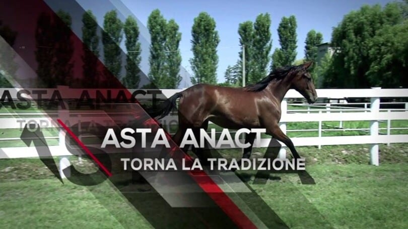Anact, aste per i migliori puledri a Milano il 27 settembre