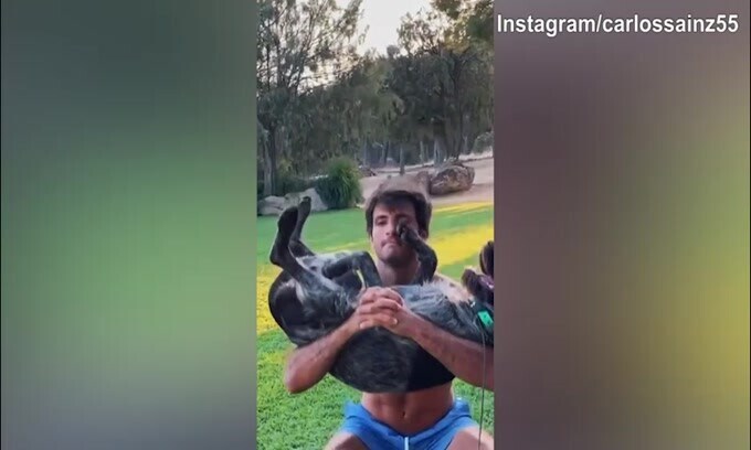 Allenamento speciale per Sainz: solleva il...cane!