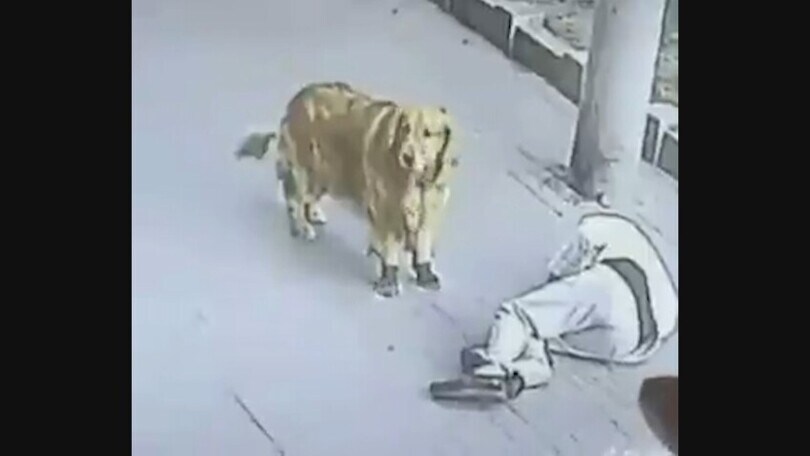 Avete mai visto un cane con le scarpe salvare il padrone da un gatto volante?