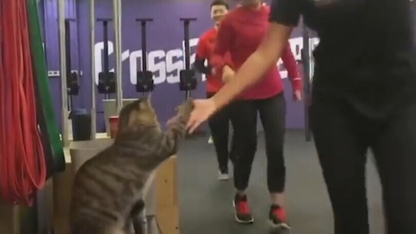 Questo gatto è il miglior allenatore del mondo: in palestra dà il cinque ai suoi atleti!