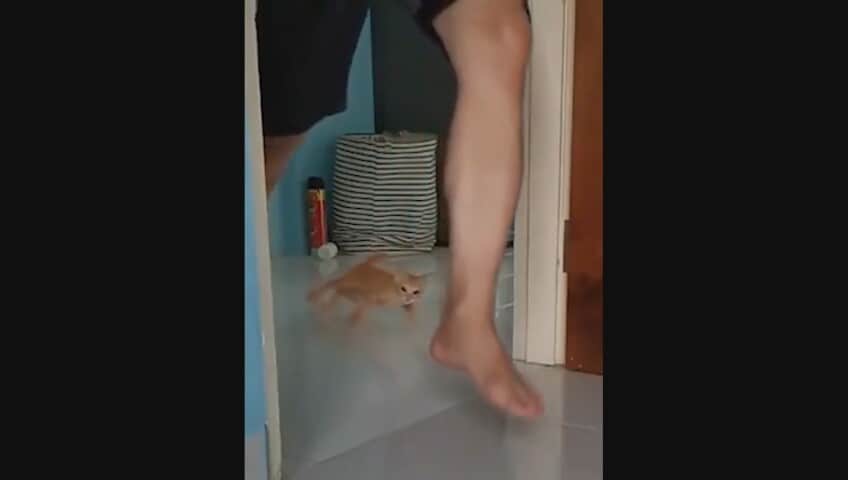Fast and Furious scansati: questo gattino è meglio di Vin Diesel