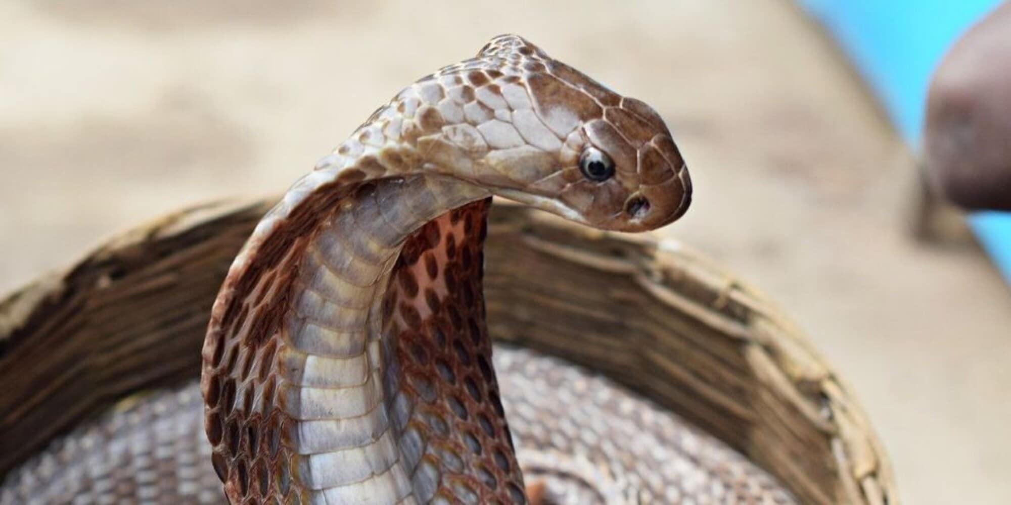 Un cobra nel letto: così un 28enne ha ammazzato la moglie