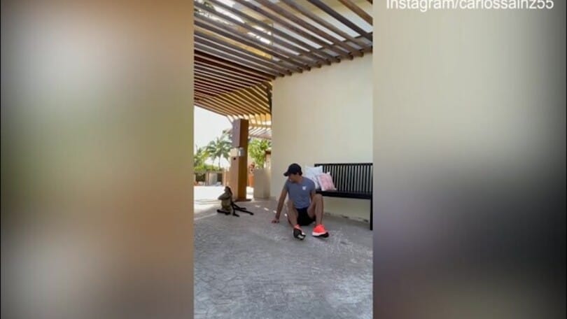 Sainz si diverte in mezzo alle scimmie