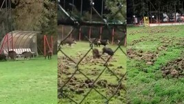 Non solo Roma: i cinghiali invadono un campo di calcio in Molise