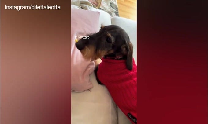 Il cane impazzisce, Diletta non riesce a fermarlo!