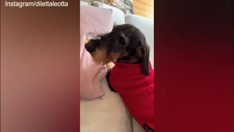 Il cane impazzisce, Diletta non riesce a fermarlo!