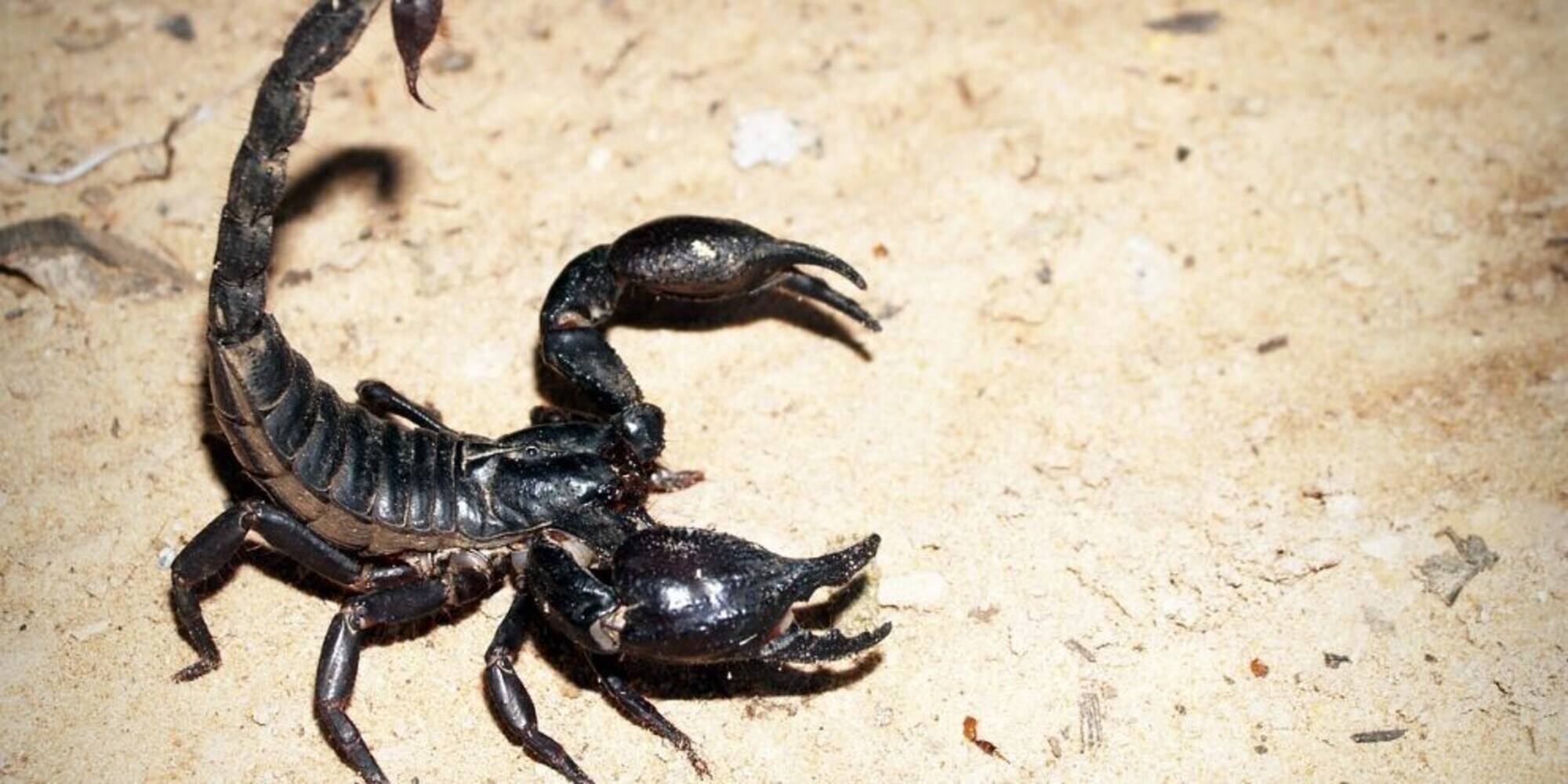 Invasione di scorpioni in Egitto: tre persone morte e 450 feriti