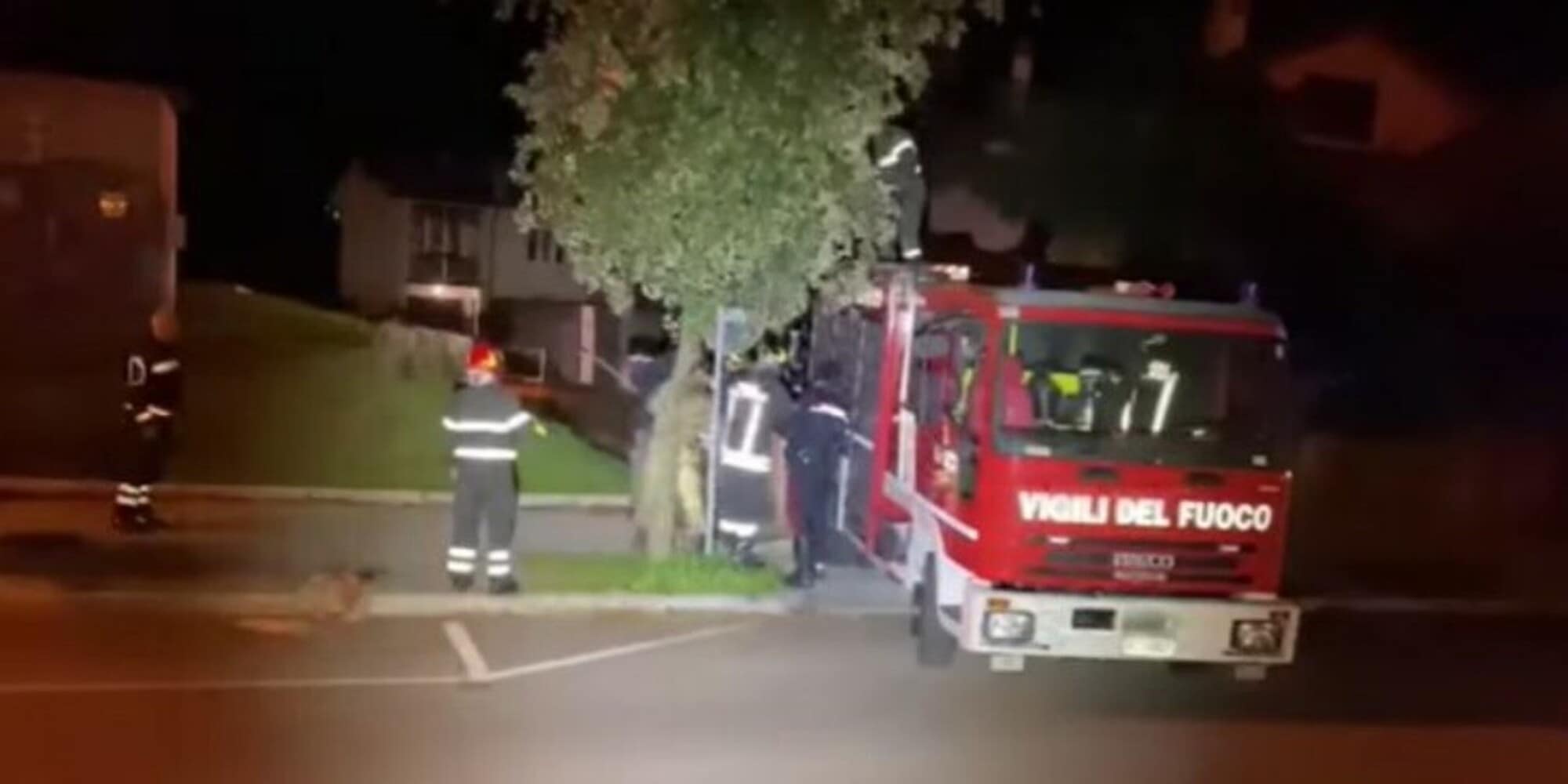 Gorizia, orso su un albero: lo salvano i vigili del fuoco