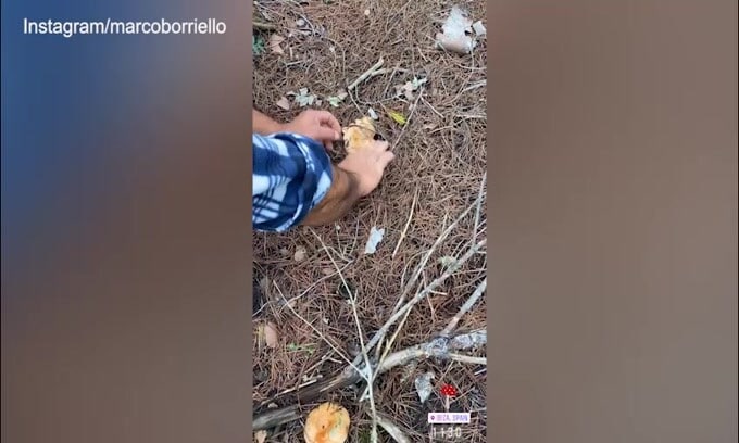 Marco Borriello a caccia di...funghi!