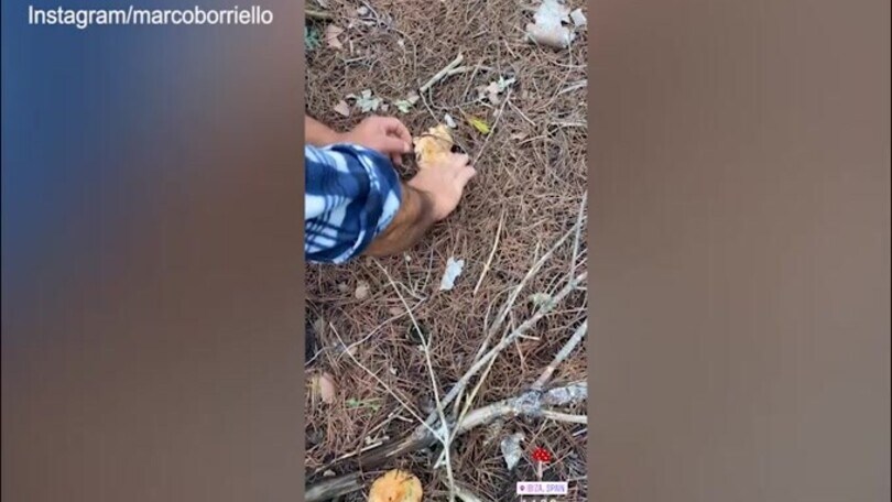 Marco Borriello a caccia di...funghi!