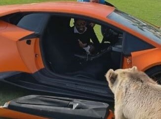 Orso strappa la portiera della Lamborghini dello sceicco!