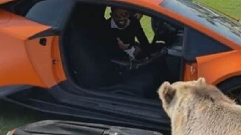 Orso strappa la portiera della Lamborghini dello sceicco!