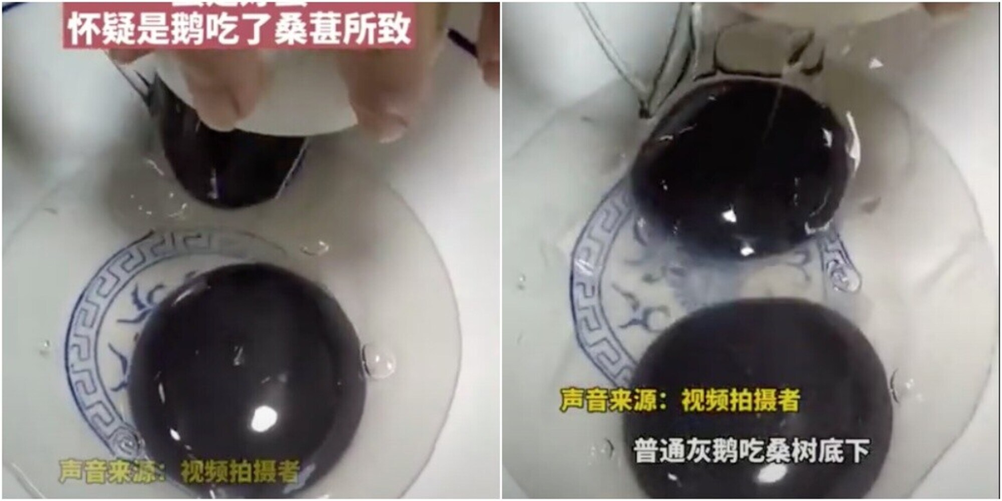 Incredibile in Cina, l'oca fa uova col tuorlo nero!