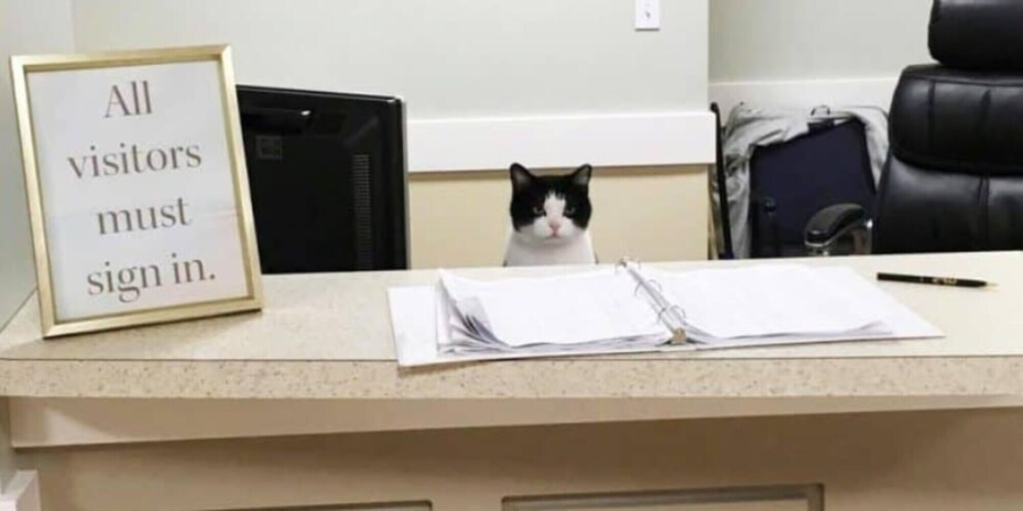 Il gatto custode di una casa di cura: ecco dove succede