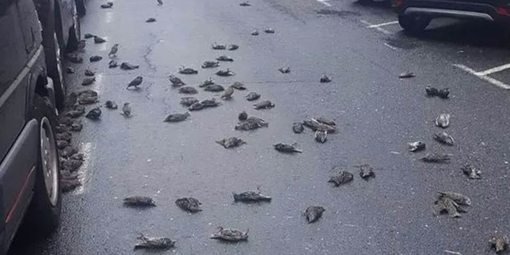 Piovono stormi di uccelli morti in Spagna