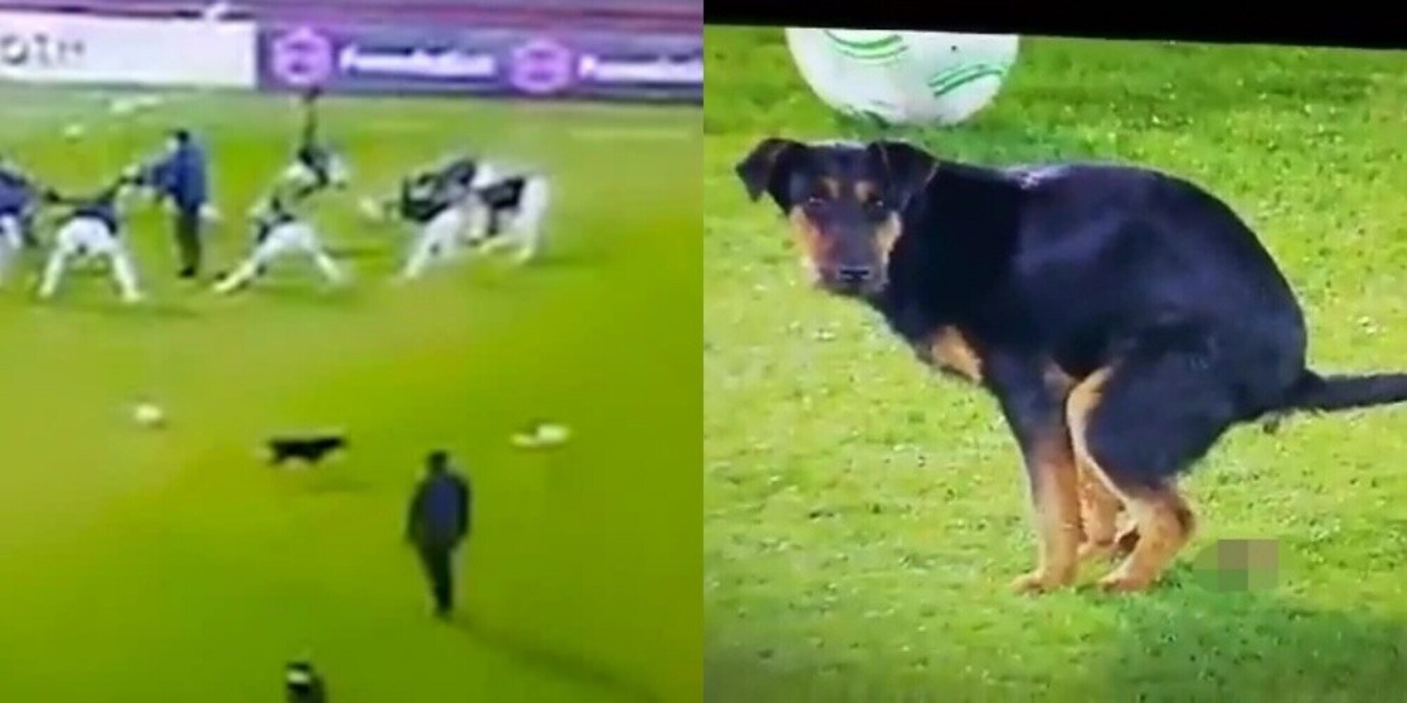 Partizan-Anorthosis: un cane invade il campo e lascia un "regalino"
