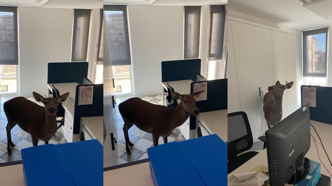 Clamoroso nel Trevigiano: una cerva invade gli uffici comunali