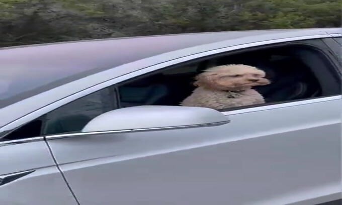 C'è un cagnolino alla guida di una Tesla!