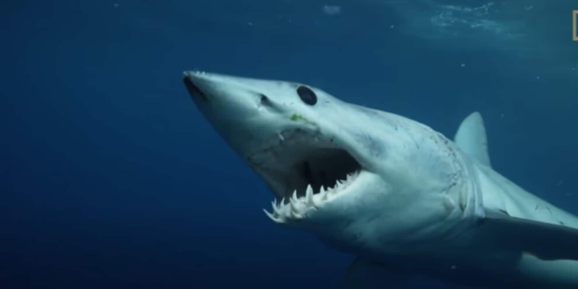Attaccato da uno squalo, morte atroce per un surfista