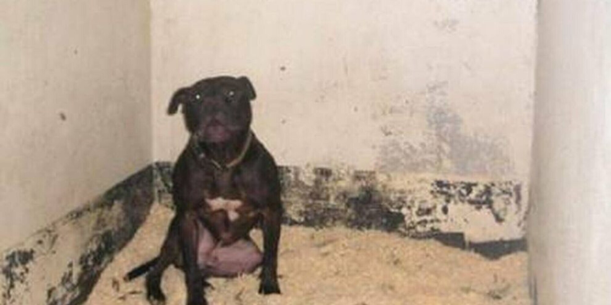 Cane mangia sei pacchetti di monete di cioccolato: "Vomitava sangue"