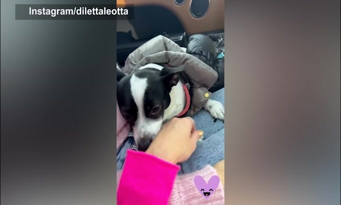 Diletta, quante coccole al cagnolino