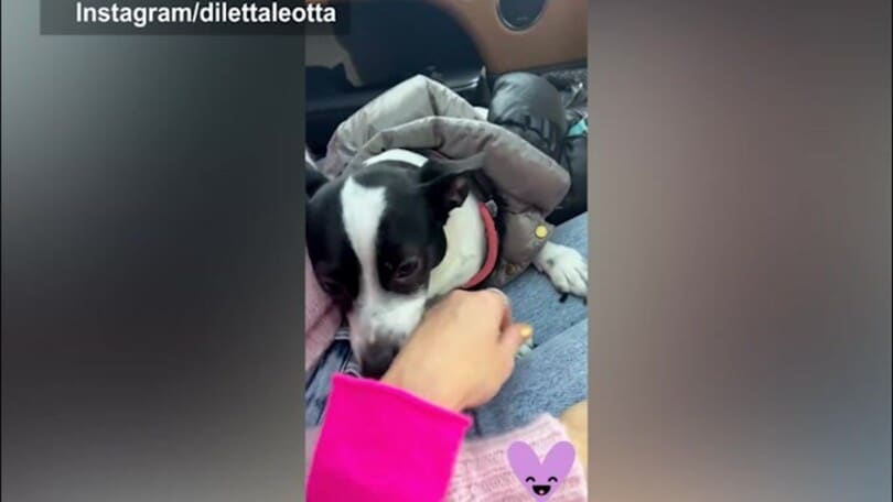 Diletta, quante coccole al cagnolino