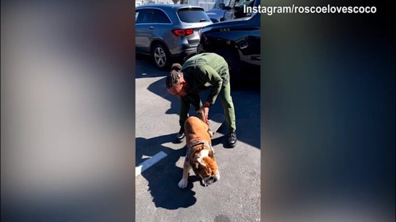 Hamilton, il cane diventa uno skater