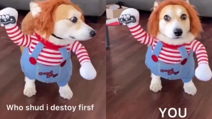 Halloween, il cane mascherato è pazzesco!