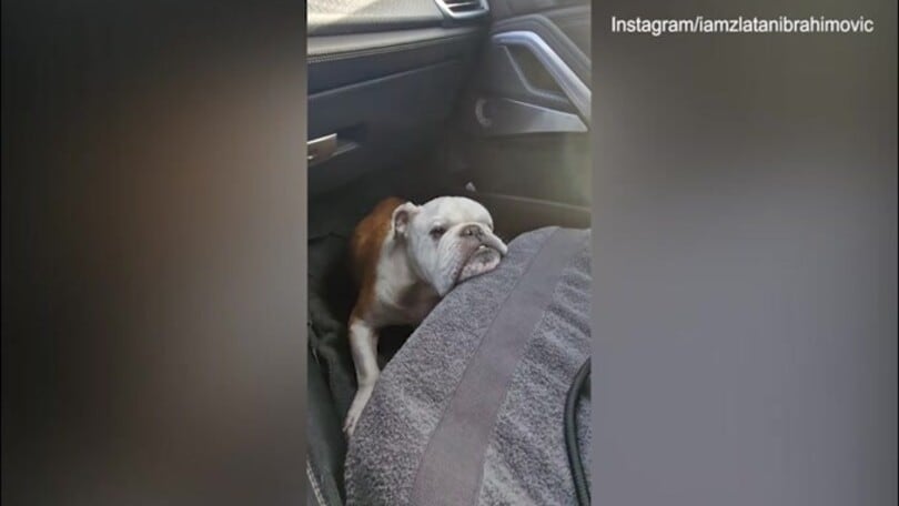 Ibra dà il buongiorno... con il cane! Il video social