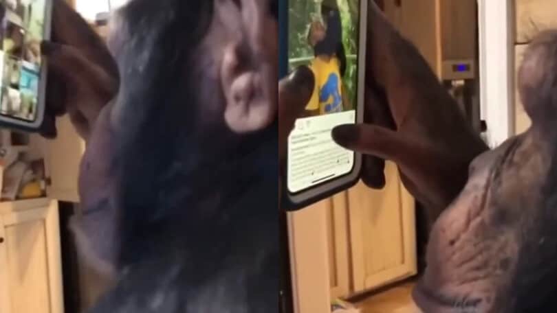 Incredibile, lo scimpanzé usa Instagram alla perfezione!