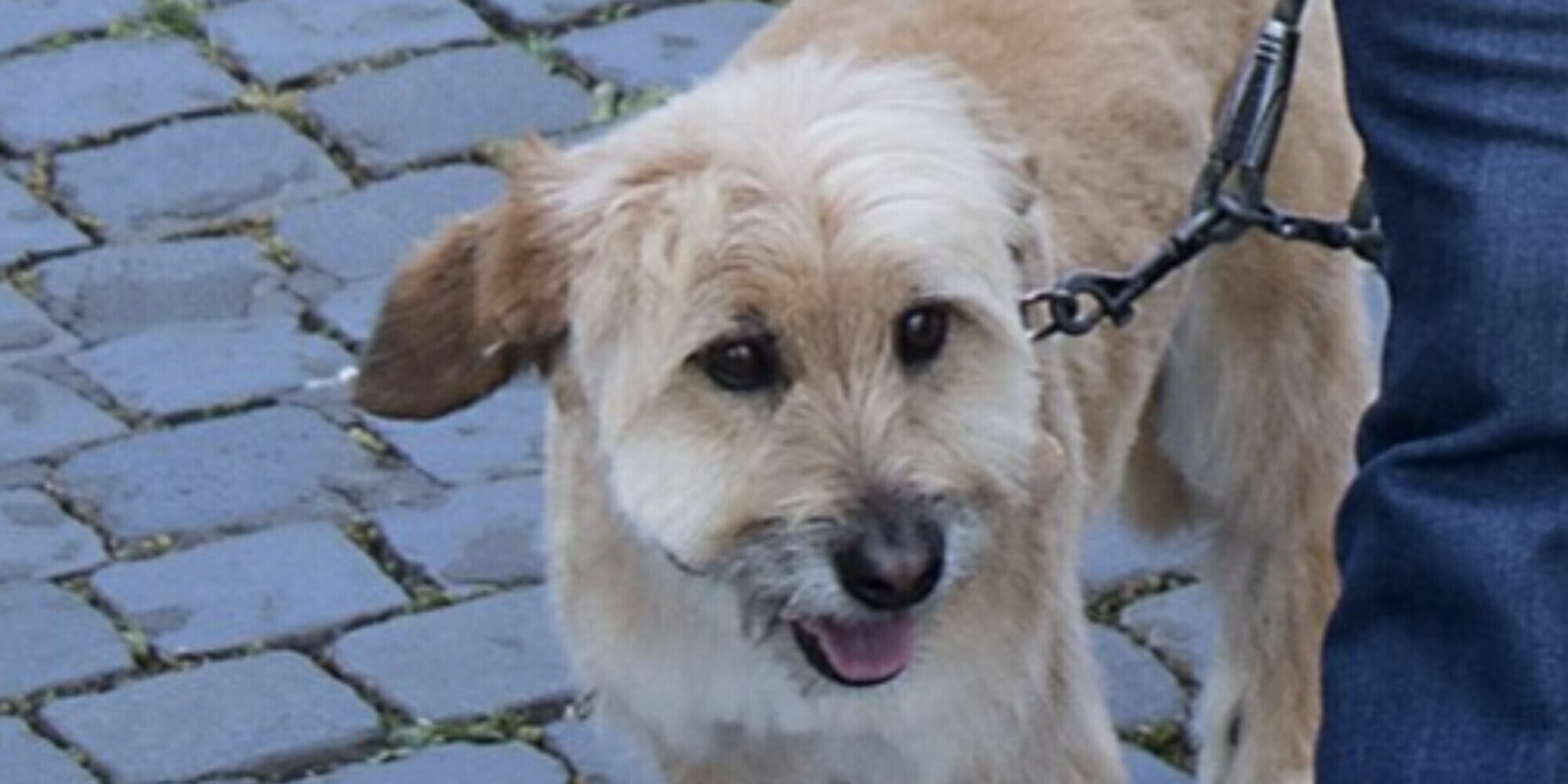 Incredibile scoperta: come sapere se il tuo cane è destro o sinistro!