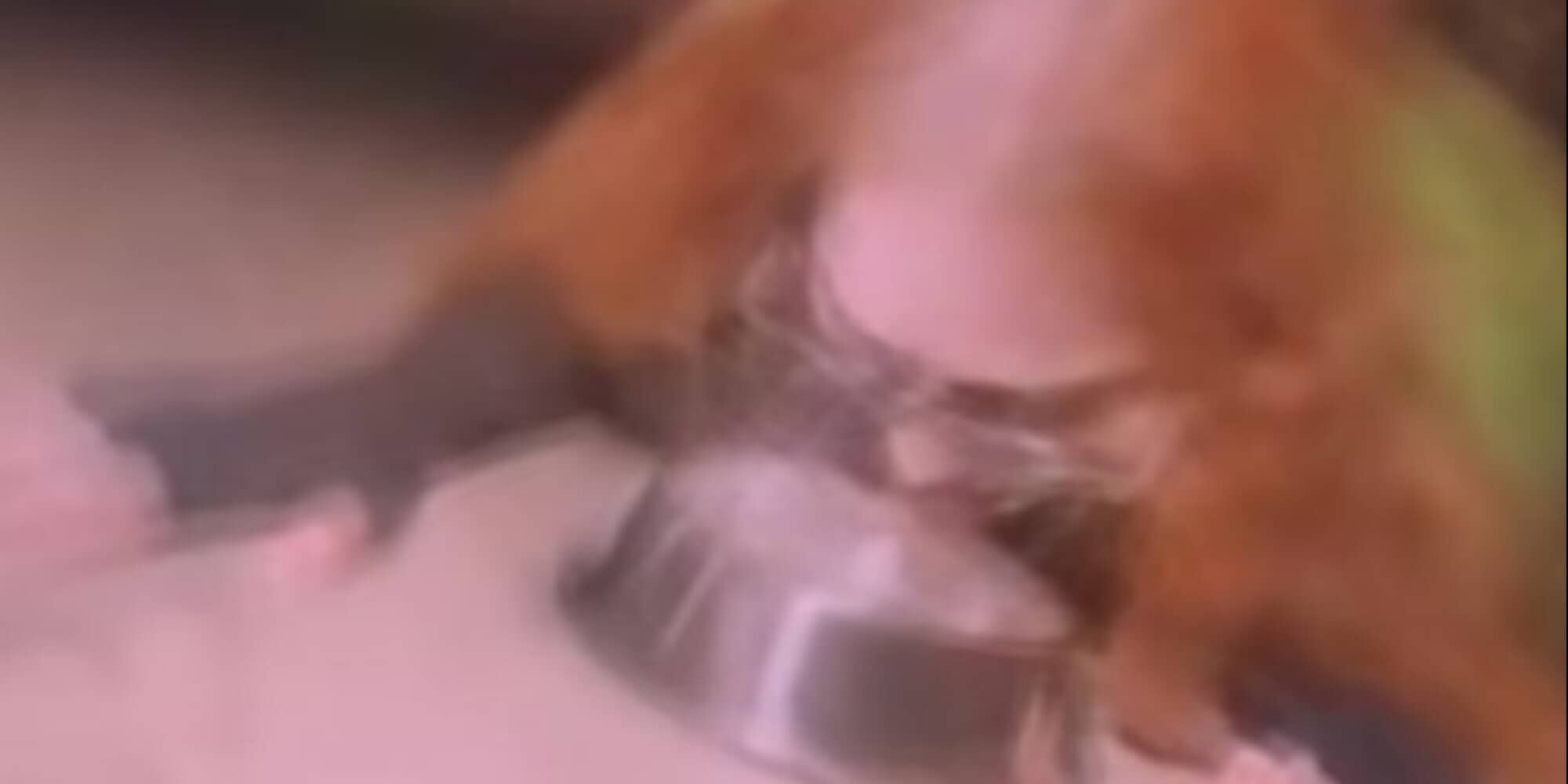 Madonna e la ciotola per cani: il gesto che ha disgustato i suoi fan