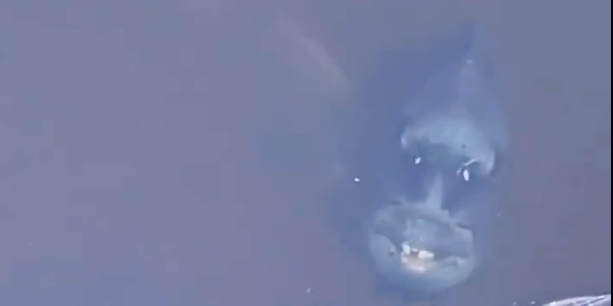 "C'è un pesce che sorride": il mistero che fa impazzire il web