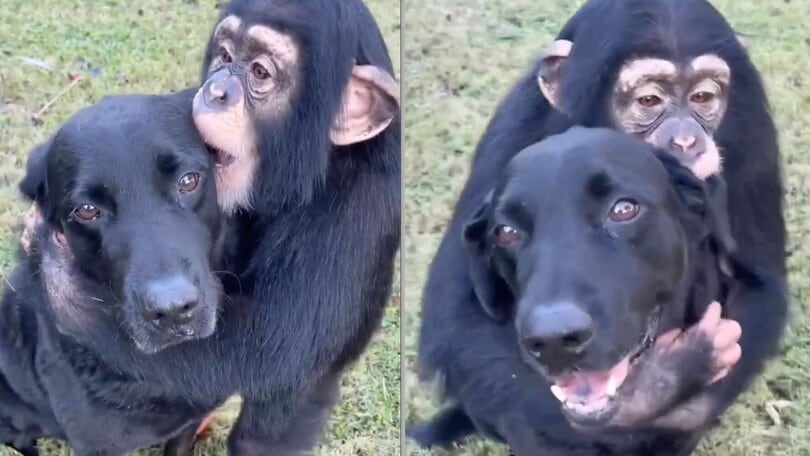 L'emozionante abbraccio di una scimmia a un cane