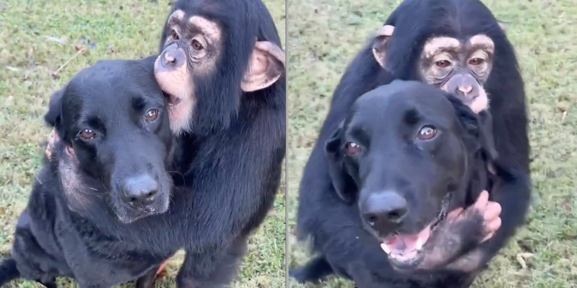 Una scimmia abbraccia e bacia un cane: il video è emozionante
